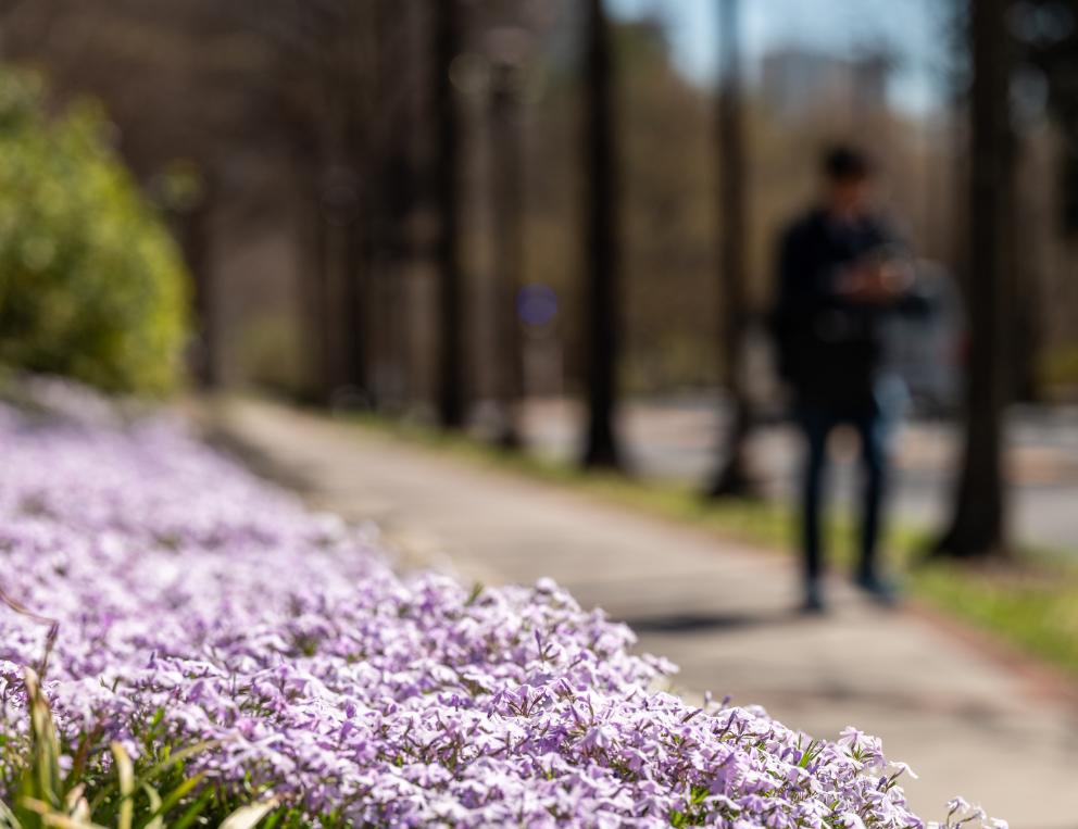 Photo of spring flowers on GT campus